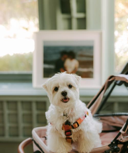 斯品种狗的特点和适应环境（探索斯品种狗的魅力，解读它们在各种环境中的表现力）(图2)