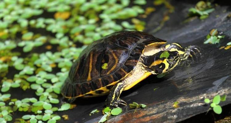 乌龟的食谱(探索乌龟的饮食习惯和食物喜好)(图2) 乌龟的食谱(探索乌龟的饮食习惯和食物喜好)(图2)