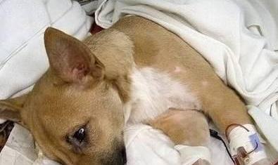 狗出现血尿时应该如何处理（了解血尿的原因和治疗方法，保护宠物健康）(图3)