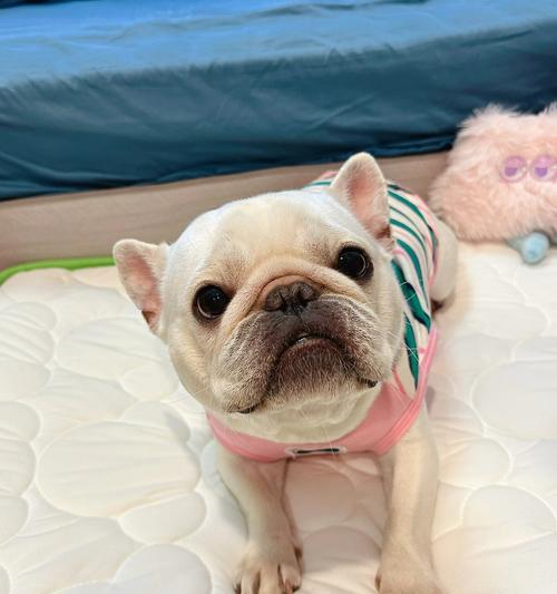 法斗睡觉的注意事项(关于法斗睡觉的一些重要注意事项)(图2) 法斗睡觉的注意事项(关于法斗睡觉的一些重要注意事项)(图2)