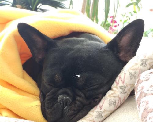 法斗睡觉的注意事项(关于法斗睡觉的一些重要注意事项)(图3) 法斗睡觉的注意事项(关于法斗睡觉的一些重要注意事项)(图3)