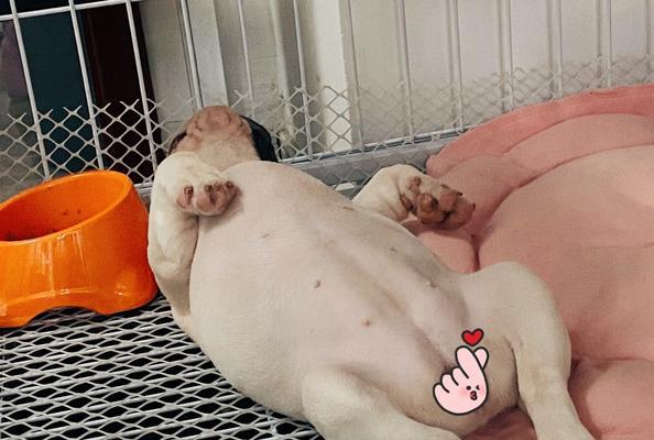 法斗睡觉的注意事项(关于法斗睡觉的一些重要注意事项)(图1) 法斗睡觉的注意事项(关于法斗睡觉的一些重要注意事项)(图1)