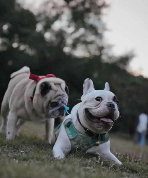 大狗的饮食需求（了解大狗的食物需求，为它