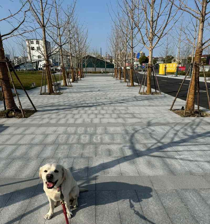 40天拉布拉多的饮食指南（科学搭配食物，让您的拉布拉多健康成长）(图1)
