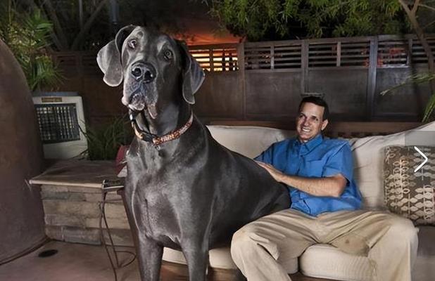 选择何时领养狗狗最佳？（为什么你应该选择在特定时期领养一只可爱的狗狗）(图3)