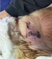 海泊舒治疗病例 | 一例犬咬伤的病例报告 - 新生家伴