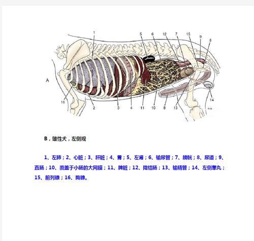 狗狗前列腺疾病解析（狗狗前列腺疾病的发生、症状和治疗方法）(图3)
