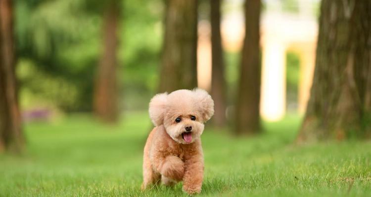 如何正确养玩具泰迪（关注养玩具泰迪的注意事项）(图3)