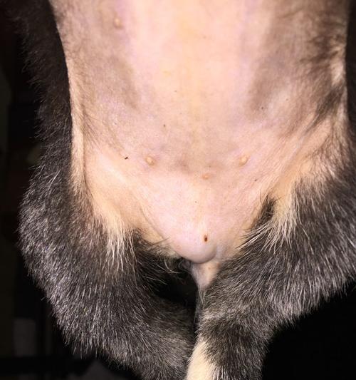 狗狗前列腺疾病解析（狗狗前列腺疾病的发生、症状和治疗方法） - 新生家伴