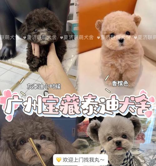 如何正确养玩具泰迪（关注养玩具泰迪的注意事项） - 新生家伴