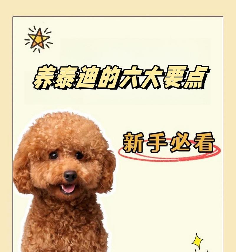 如何正确养玩具泰迪（关注养玩具泰迪的注意事项）(图2)