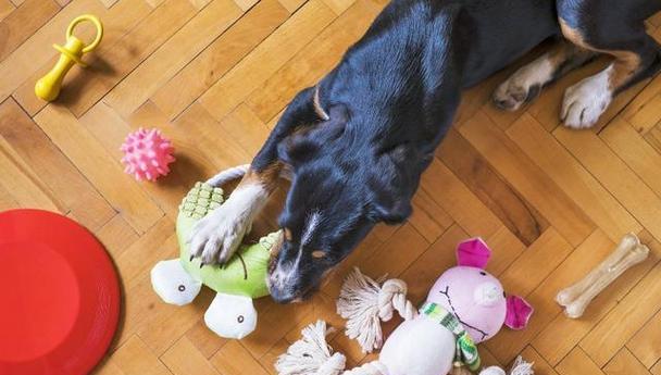 养狗新手必备家具选购指南（为你的爱犬打造舒适的家居环境，提供 - 新生家伴