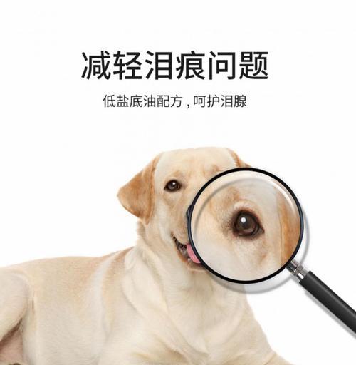 白毛狗宝宝的饮食需求（无泪腺问题的解决方案） - 新生家伴