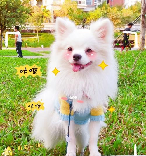 白毛狗宝宝的饮食需求（无泪腺问题的解决方案）(图2)