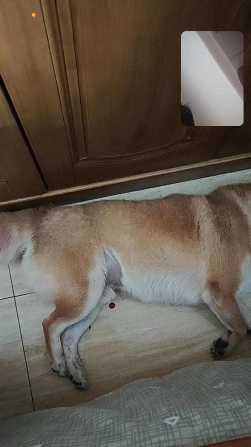 了解狗狗痉挛症（揭秘狗狗痉挛症的常见症状和有效处理方法） - 新生家伴