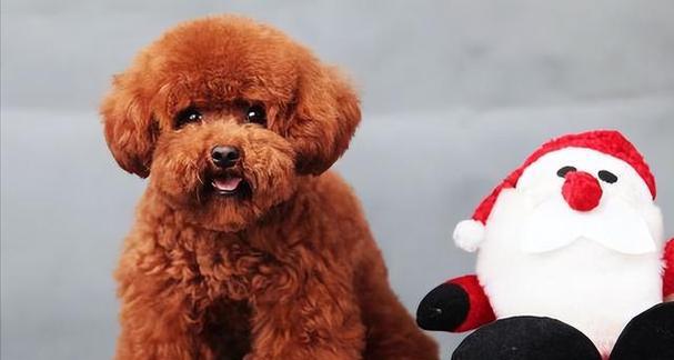 以泰迪犬4斤6两是什么体型？（探索泰迪犬的迷人体型及其特点） - 新生家伴