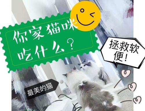 猫受伤后的饮食护理（为受伤猫提供适当的食物是关键） - 新生家伴