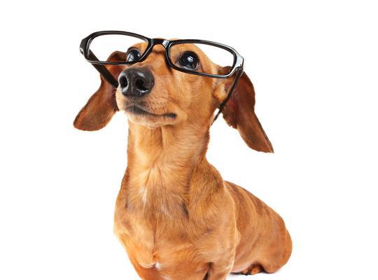 可爱的眼镜狗公仔——萌萌哒的小宠物（用眼镜装饰的狗公仔让你忍 - 新生家伴