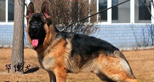 以德牧的背线（从血统到品质，背线对于以德牧的重要意义）(图1)