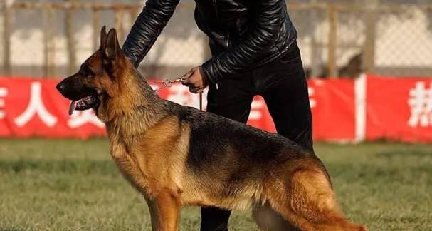 以德牧的背线（从血统到品质，背线对于以德牧的重要意义）(图2)