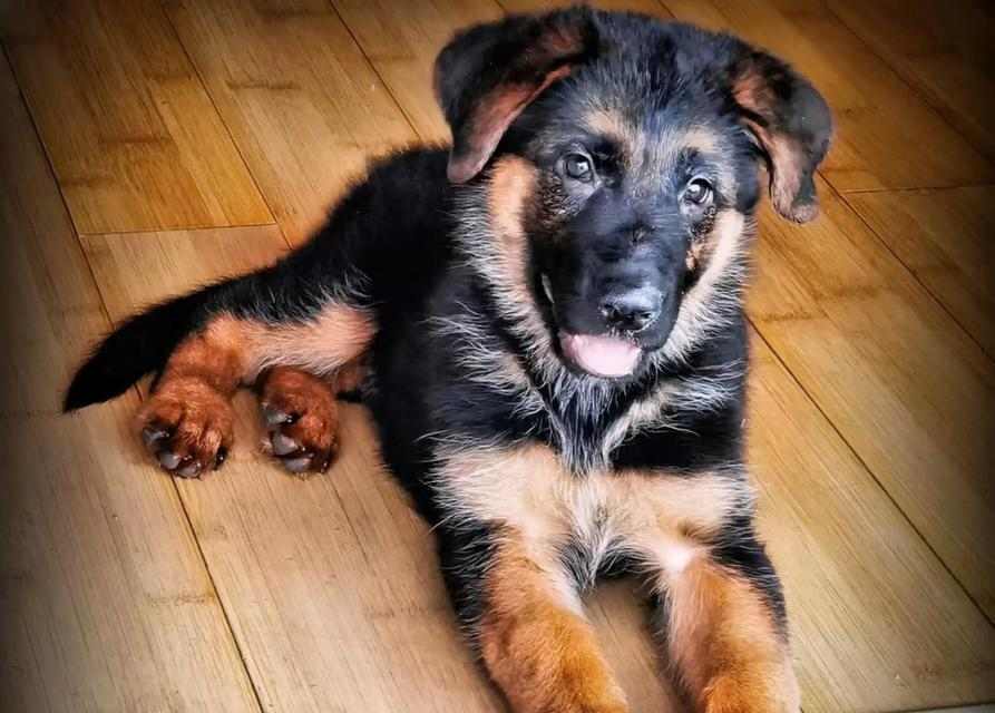 以德牧的背线（从血统到品质，背线对于以德牧的重要意义）(图3)