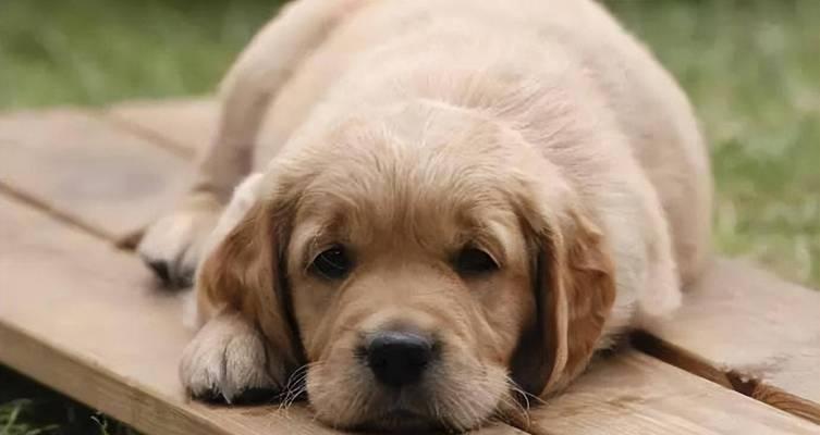 为什么狗狗不听主人的？（探究狗狗不听主人的原因及解决方法） - 新生家伴