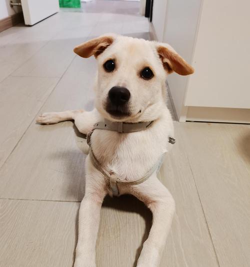 拉布拉多犬串串(探索拉布拉多犬串串的品质、训练和照顾方式)(图3) 拉布拉多犬串串(探索拉布拉多犬串串的品质、训练和照顾方式)(图3)