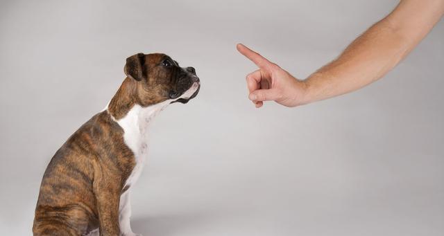 为什么狗狗不听主人的？（探究狗狗不听主人的原因及解决方法）(图3)