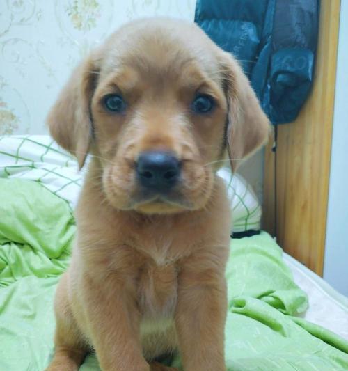 拉布拉多犬串串(探索拉布拉多犬串串的品质、训练和照顾方式)(图2) 拉布拉多犬串串(探索拉布拉多犬串串的品质、训练和照顾方式)(图2)