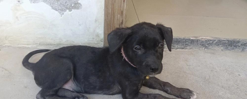 拉布拉多犬串串（探索拉布拉多犬串串的品质、训练和照顾方式） - 新生家伴