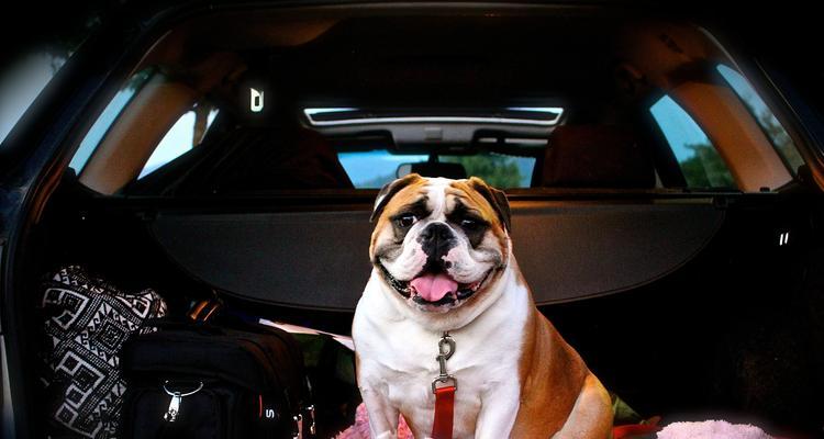 如何带狗狗乘坐火车(火车旅行必备指南,让您的狗狗安心快乐出行)(图3) 如何带狗狗乘坐火车(火车旅行必备指南,让您的狗狗安心快乐出行)(图3)