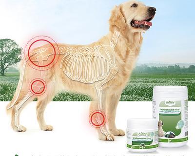 狗怀孕时的补钙注意事项(了解狗狗怀孕期间补钙的重要性和正确方法)(图2) 狗怀孕时的补钙注意事项(了解狗狗怀孕期间补钙的重要性和正确方法)(图2)