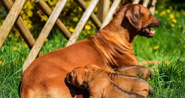 狗怀孕时的补钙注意事项(了解狗狗怀孕期间补钙的重要性和正确方法)(图3) 狗怀孕时的补钙注意事项(了解狗狗怀孕期间补钙的重要性和正确方法)(图3)