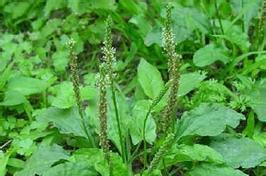 兔子的饮食（兔子喜欢吃哪些青草？） - 新生家伴