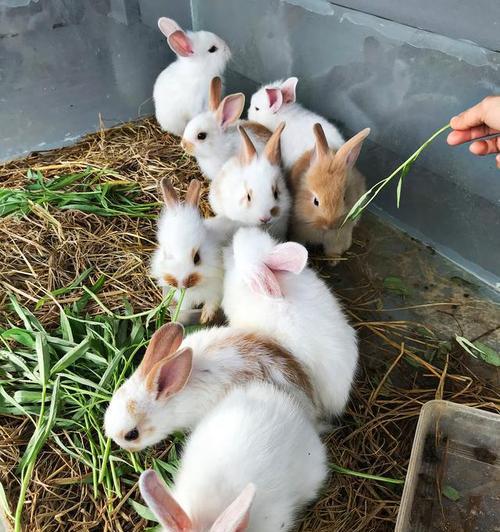 兔子的饮食(兔子喜欢吃哪些青草?)(图3) 兔子的饮食(兔子喜欢吃哪些青草?)(图3)