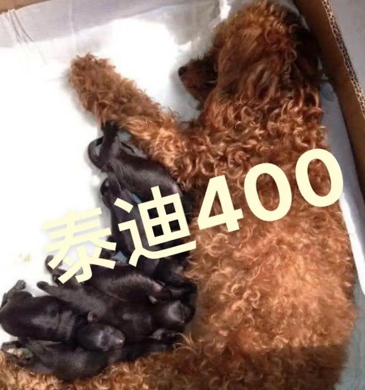 以太迪——探索25体的奥秘（揭秘25体身高之谜，探索人类生长的奇迹）(图3)