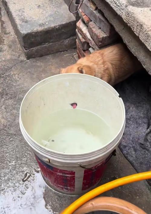 小狗喝水的重要性（探索小狗喝水的习惯及保持其健康的关键）(图2)