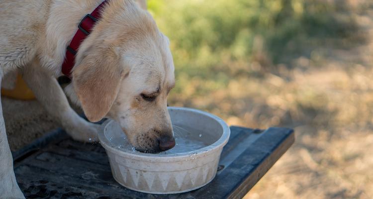 小狗喝水的重要性（探索小狗喝水的习惯及保持其健康的关键） - 新生家伴