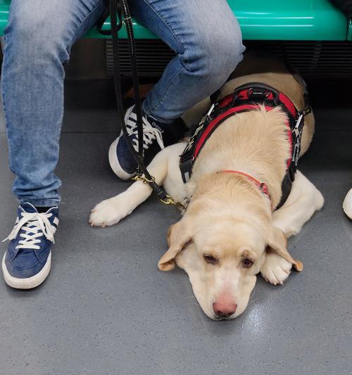 犬蛔虫引发的拉稀问题——从原因到预防（详解犬蛔虫感染对狗狗拉稀的影响与防治方法）(图2)