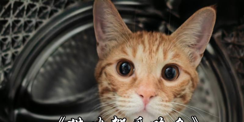 选择适合猫咪食用的廉价鱼类（以价格和适口性为考量，找到最合适 - 新生家伴