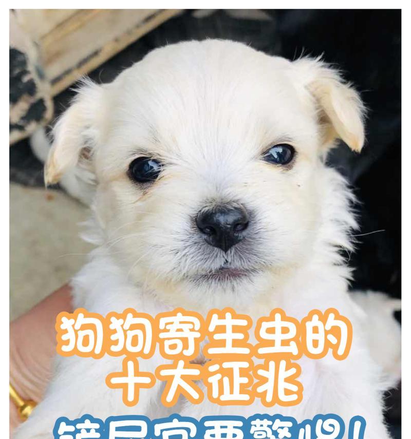 犬蛔虫引发的拉稀问题——从原因到预防（详解犬蛔虫感染对狗狗拉 - 新生家伴