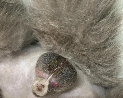 公猫蛋蛋的奇妙探险之旅(寻找世界各地的惊奇景点)(图2) 公猫蛋蛋的奇妙探险之旅(寻找世界各地的惊奇景点)(图2)