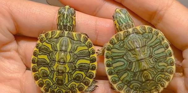 选择什么样的乌龟作为宠物？（乌龟种类和特点一览）(图1)