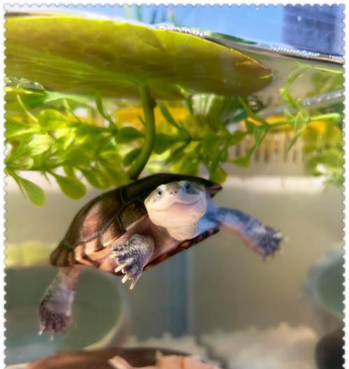 选择什么样的乌龟作为宠物？（乌龟种类和特点一览）(图2)