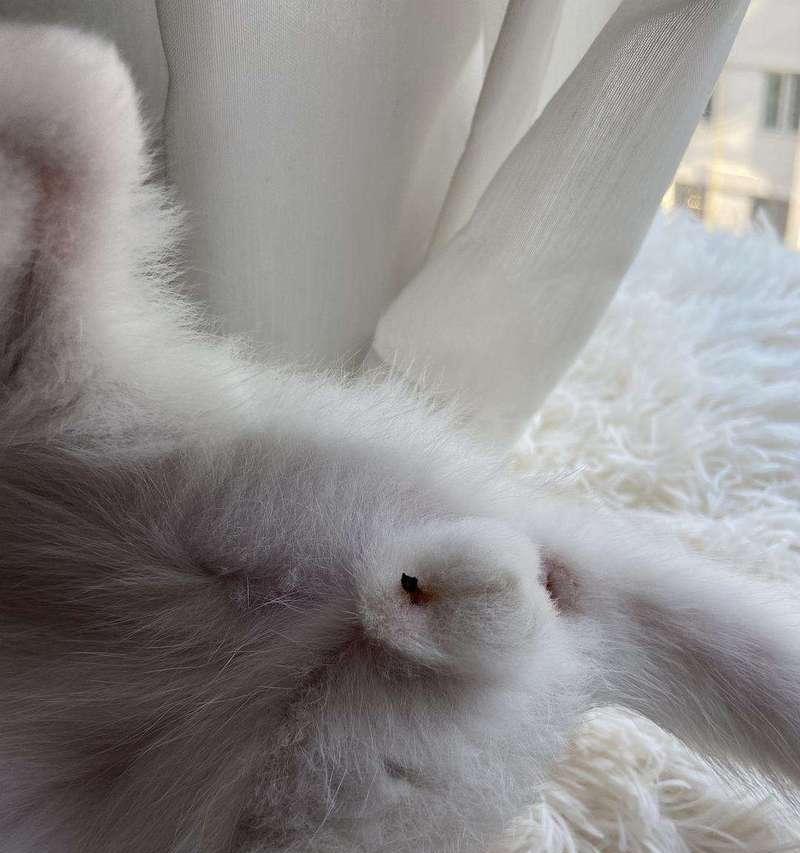 公猫蛋蛋的奇妙探险之旅(寻找世界各地的惊奇景点)(图1) 公猫蛋蛋的奇妙探险之旅(寻找世界各地的惊奇景点)(图1)