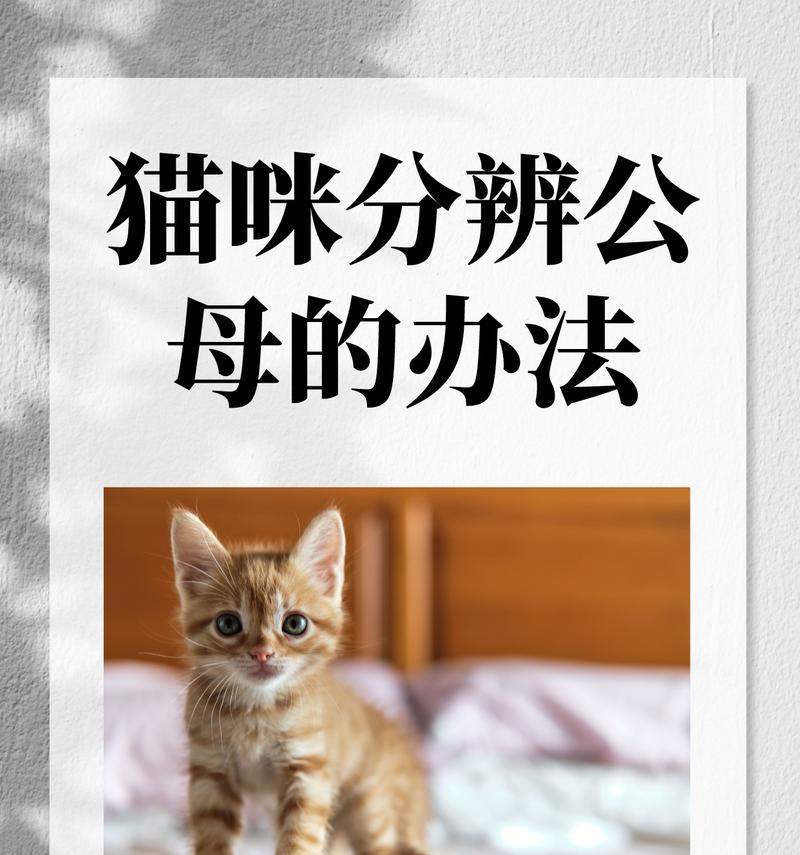 公猫蛋蛋的奇妙探险之旅(寻找世界各地的惊奇景点)(图3) 公猫蛋蛋的奇妙探险之旅(寻找世界各地的惊奇景点)(图3)