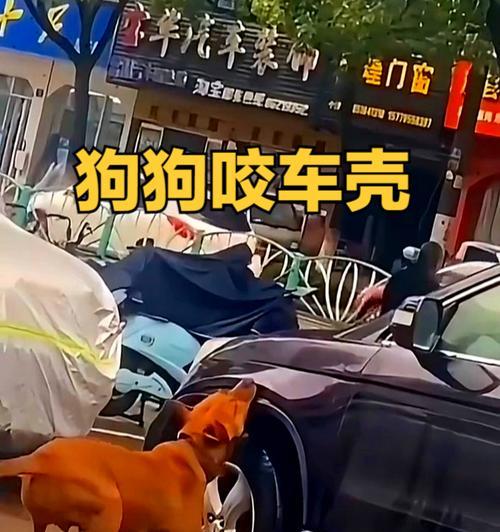 狗狗为什么爱咬自己?(解析狗狗咬自己的行为原因及应对方法)(图2) 狗狗为什么爱咬自己?(解析狗狗咬自己的行为原因及应对方法)(图2)