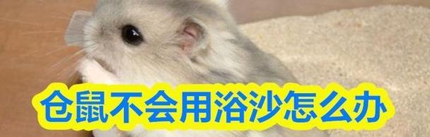 仓鼠洗澡的最佳时机(让仓鼠在合适的时间享受清洁与健康)(图2) 仓鼠洗澡的最佳时机(让仓鼠在合适的时间享受清洁与健康)(图2)