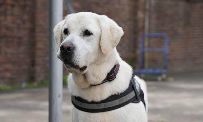 警犬携手战斗——以什么狗为主？（选择合适的犬种，提升警犬工作 - 新生家伴