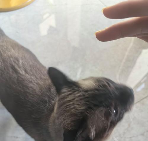 暹罗猫剃毛后为何会变黑（探究剃毛后暹罗猫毛色变黑的原因与解决方法）(图2)